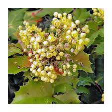 Attēlu rezultāti vaicājumam “Mahonia aquifolium flower”