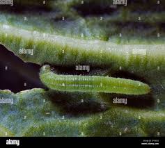 Attēlu rezultāti vaicājumam “Pieris rapae larva”