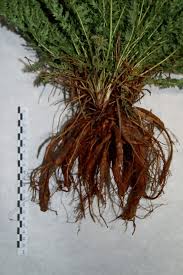 Attēlu rezultāti vaicājumam “Filipendula vulgaris fruit”