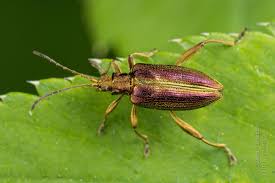 Attēlu rezultāti vaicājumam “Donacia clavipes”