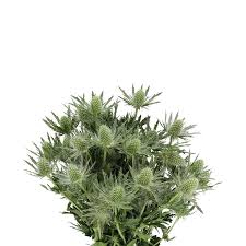 Attēlu rezultāti vaicājumam “Cinclidium stygium macro”