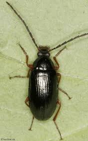 Attēlu rezultāti vaicājumam “Alleculidae”