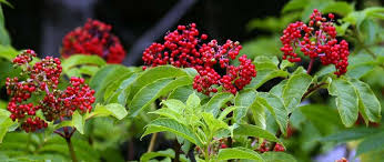 Attēlu rezultāti vaicājumam “Sambucus racemosa fruit”
