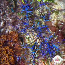 Attēlu rezultāti vaicājumam “Lycogala irregulare macro”