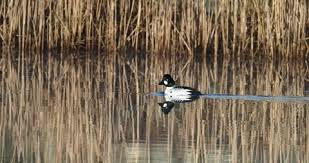 Attēlu rezultāti vaicājumam “Bucephala clangula male”