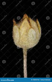 Attēlu rezultāti vaicājumam “Potentilla argentea fruit”