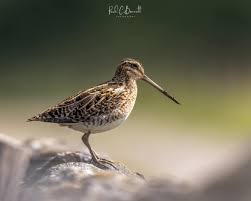 Attēlu rezultāti vaicājumam “Gallinago gallinago eggs”