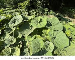 Attēlu rezultāti vaicājumam “Petasites hybridus leaf”