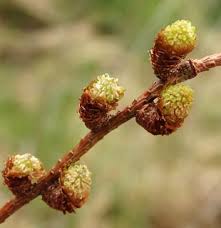 Attēlu rezultāti vaicājumam “Larix kaempferi female flower”