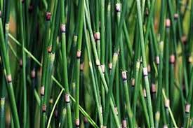 Attēlu rezultāti vaicājumam “Equisetum hyemale”