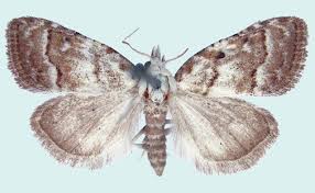 Attēlu rezultāti vaicājumam “Nola sp.”