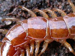 Attēlu rezultāti vaicājumam “Lithobius forficatus”