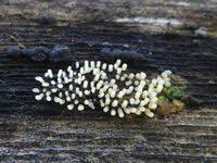 Attēlu rezultāti vaicājumam “Stemonitopsis typhina”