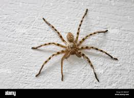 Attēlu rezultāti vaicājumam “Pisauridae”