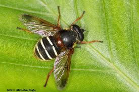 Attēlu rezultāti vaicājumam “Sericomyia lappona”