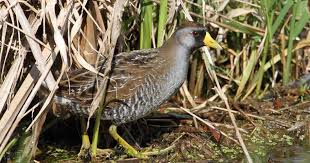 Image result for Porzana carolina