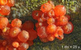 Attēlu rezultāti vaicājumam “Nectria cinnabarina”