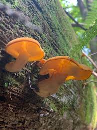 Attēlu rezultāti vaicājumam “Tricholomopsis decora”