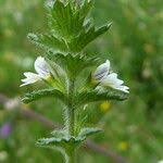 Image result for Euphrasia stricta