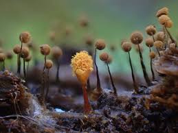 Attēlu rezultāti vaicājumam “Cribraria intricata stalked”