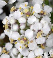 Attēlu rezultāti vaicājumam “Lepidium latifolium leaf”