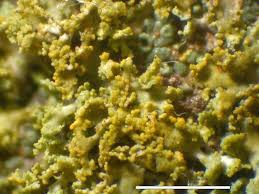 Attēlu rezultāti vaicājumam “Xanthoria candelaria”