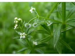 Image result for Galium aparine
