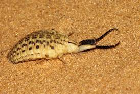 Attēlu rezultāti vaicājumam “Myrmeleontidae larva”