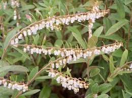 Attēlu rezultāti vaicājumam “Chamaedaphne calyculata leaf”