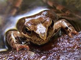 Attēlu rezultāti vaicājumam “Rana temporaria”