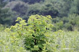 Attēlu rezultāti vaicājumam “Arctium lappa leaf”