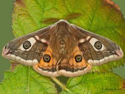 Attēlu rezultāti vaicājumam “Saturnia pavonia cocoon”