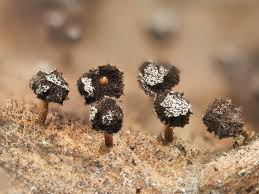 Attēlu rezultāti vaicājumam “Didymium xanthopus spores”