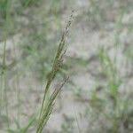 Attēlu rezultāti vaicājumam “Agrostis canina leaf”