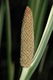 Attēlu rezultāti vaicājumam “Acoraceae”