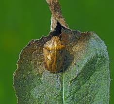Attēlu rezultāti vaicājumam “Eurygaster testudinaria imago”