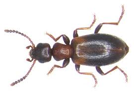 Attēlu rezultāti vaicājumam “Anthicidae”