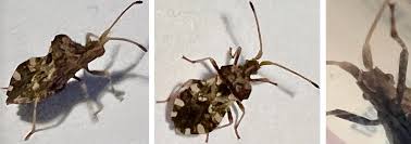 Attēlu rezultāti vaicājumam “Tritomegas bicolor imago”