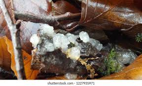 Attēlu rezultāti vaicājumam “Exidia thuretiana”