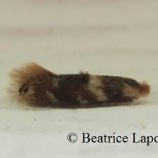 Attēlu rezultāti vaicājumam “Bucculatricidae”