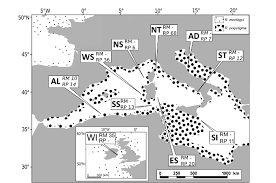 Image result for Raja polystigma