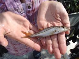 Image result for Centropomus undecimalis