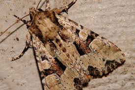 Attēlu rezultāti vaicājumam “Apamea remissa”