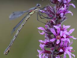 Attēlu rezultāti vaicājumam “Lestes dryas female”