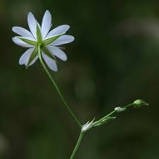 Attēlu rezultāti vaicājumam “Stellaria graminea”