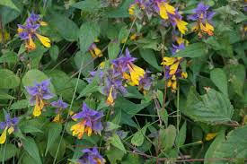 Attēlu rezultāti vaicājumam “Melampyrum nemorosum”