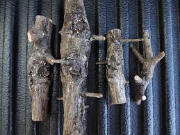 Attēlu rezultāti vaicājumam “Lachnellula willkommii”