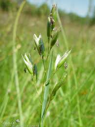 Attēlu rezultāti vaicājumam “Danthonia decumbens”