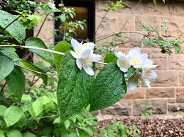Attēlu rezultāti vaicājumam “Philadelphus coronarius leaf”