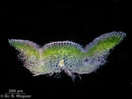 Attēlu rezultāti vaicājumam “Riccia sorocarpa”